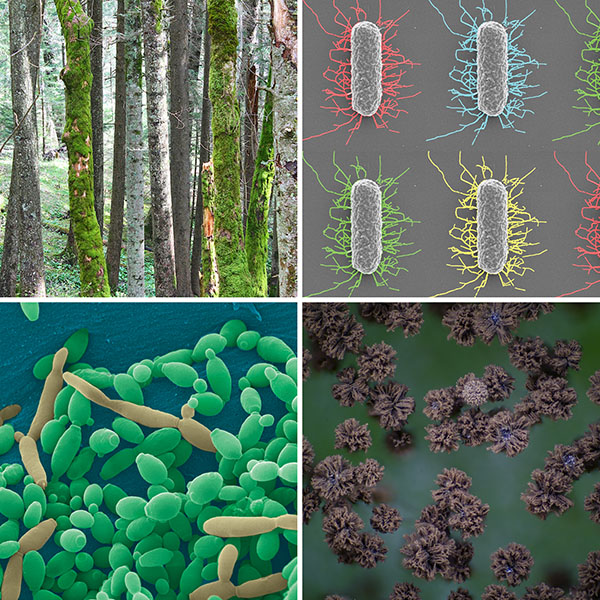 Varios científicos están buscando en los seres vivos nuevas moléculas para productos capilares. La lignina de los árboles (arriba a la izquierda) puede ayudar a suavizar el cabello dañado; la bacteria E. coli modificada genéticamente (arriba a la derecha) produce proteínas basadas en la seda y en las de la piel que pueden hacer que el cabello sea más fuerte y elástico. Un material elaborado a partir de la quitina, presente en las paredes de hongos como el Aspergillus niger (abajo a la derecha), también podría ayudar a acondicionar el cabello. Otros hongos, de la especie Candida, producen moléculas llamadas sophorolípidos que sustituyen a los sulfatos en algunos champús.