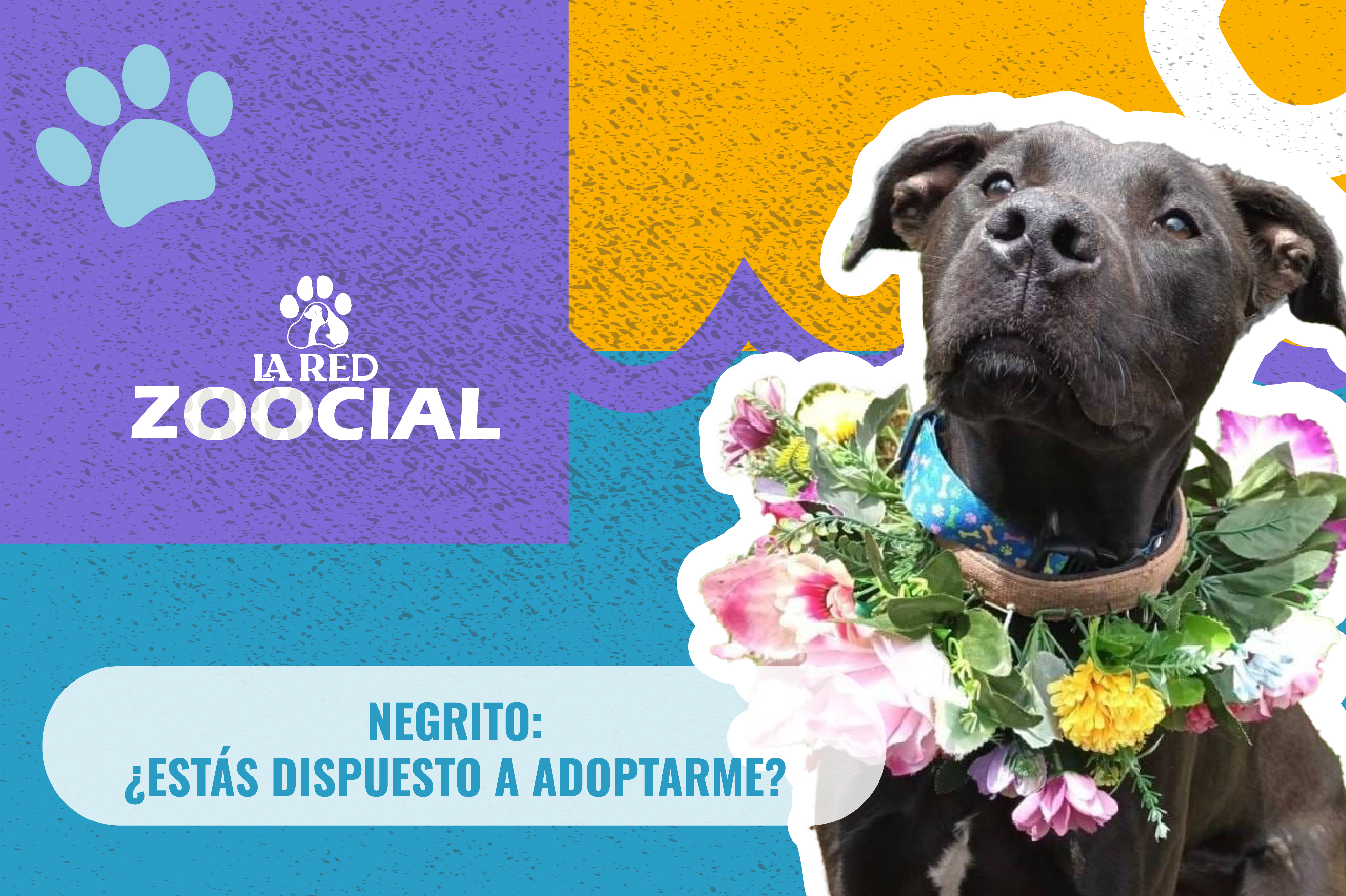 (Video) Negrito: ¿estás dispuesto a adoptarme?