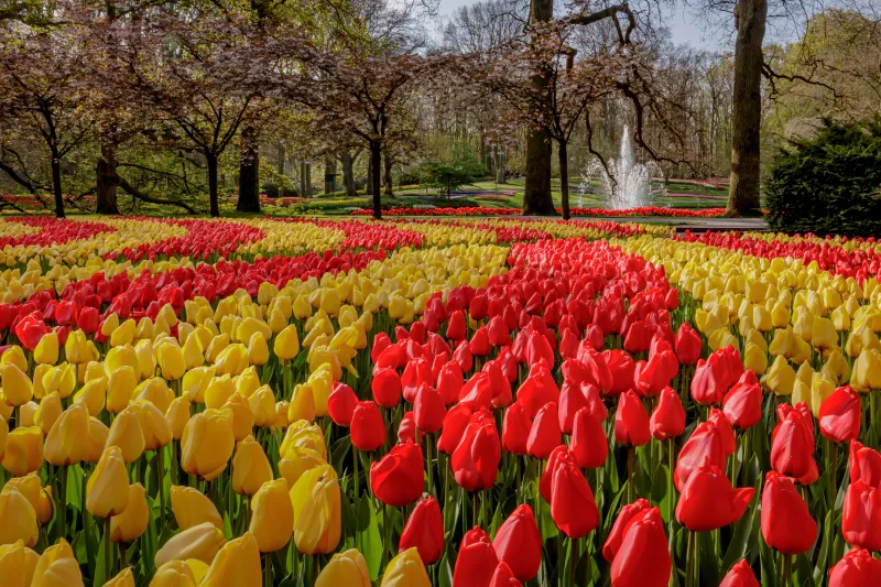 Cada primavera, Keukenhof se convierte en un espectáculo de colores y aromas, pero en 2025, una sorpresa especial espera a quienes lo visiten.