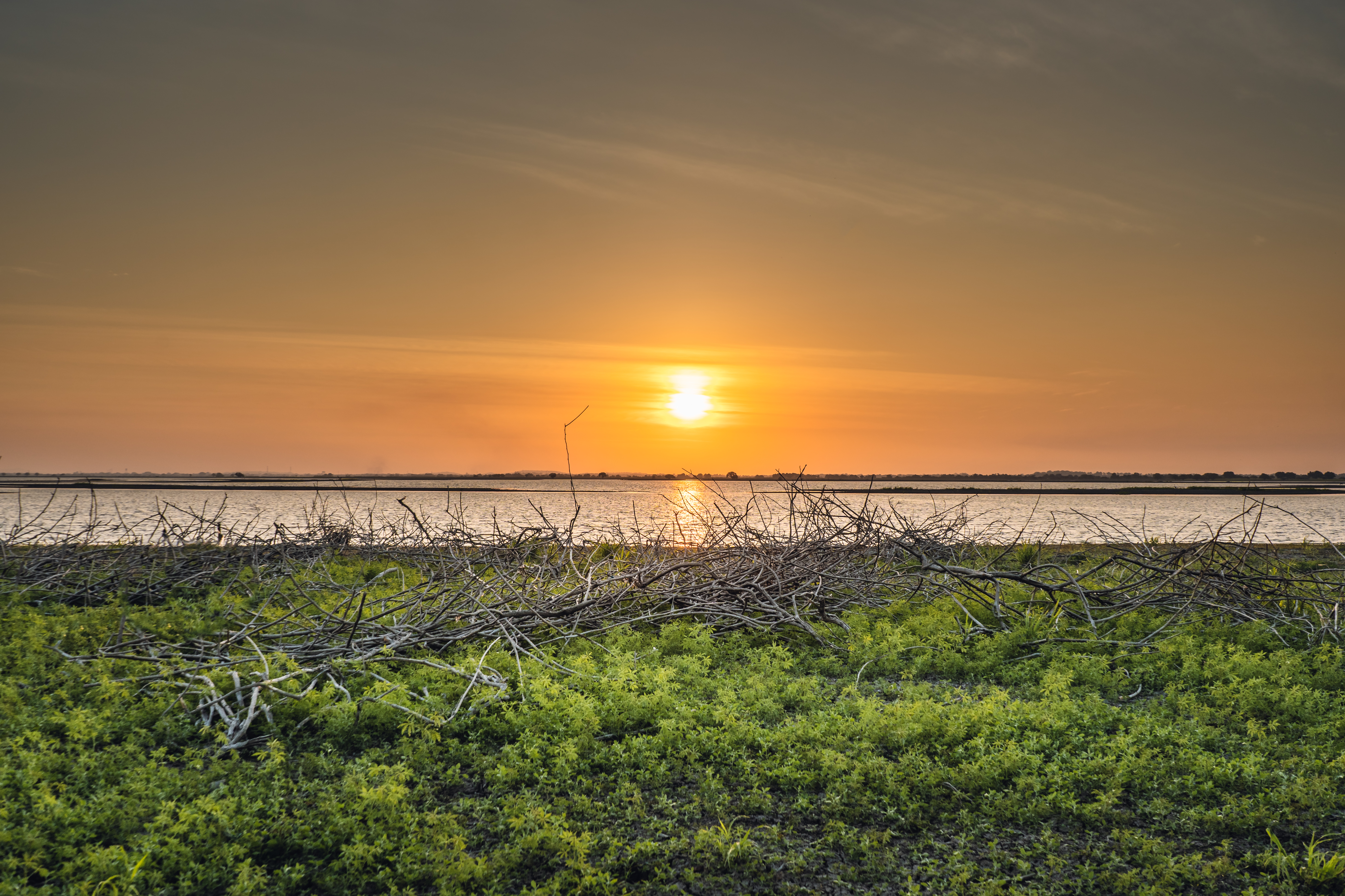 Una de cada seis especies en el mundo estuvo expuesta a temperaturas sin precedentes en 2024