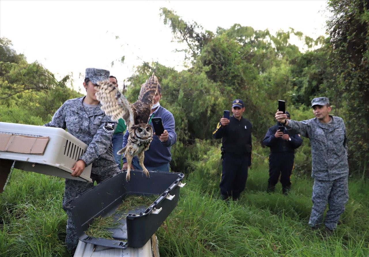 33 animales silvestres fueron liberados en el humedal La Conejera, en Bogotá