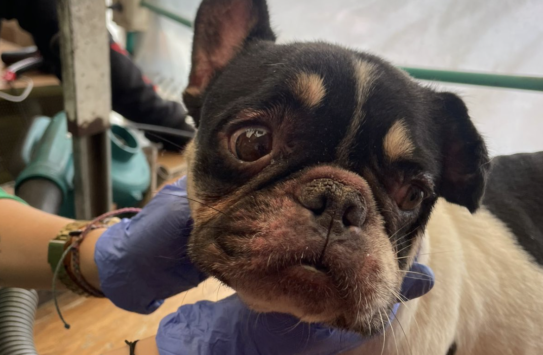Rescataron a 12 perros en un presunto criadero clandestino: vivían entre sus heces