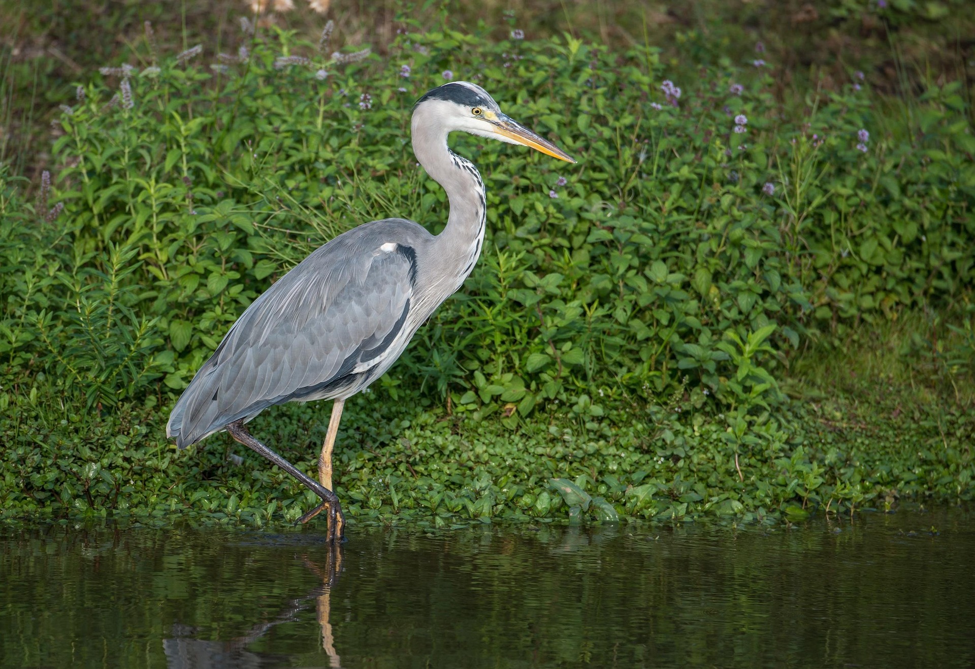 Investigadores detectan microplásticos en los pulmones de 51 especies de aves