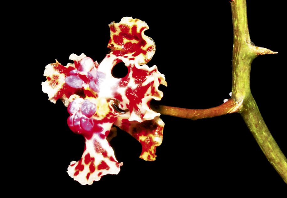 Rescatadores de orquídeas