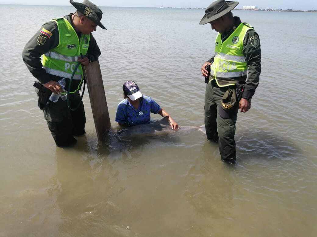 Agentes de la Policía del Atlántico encontraron el delfín en las playas Puerto Velero / Corporación Autónoma Regional del Atlántico
