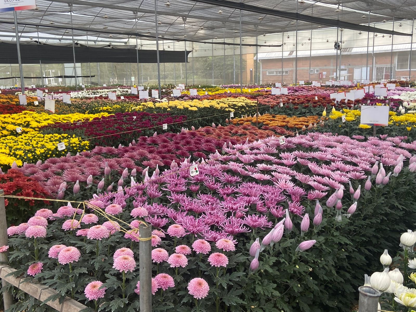 Flores colombianas: un sector que florece con sus exportaciones este año