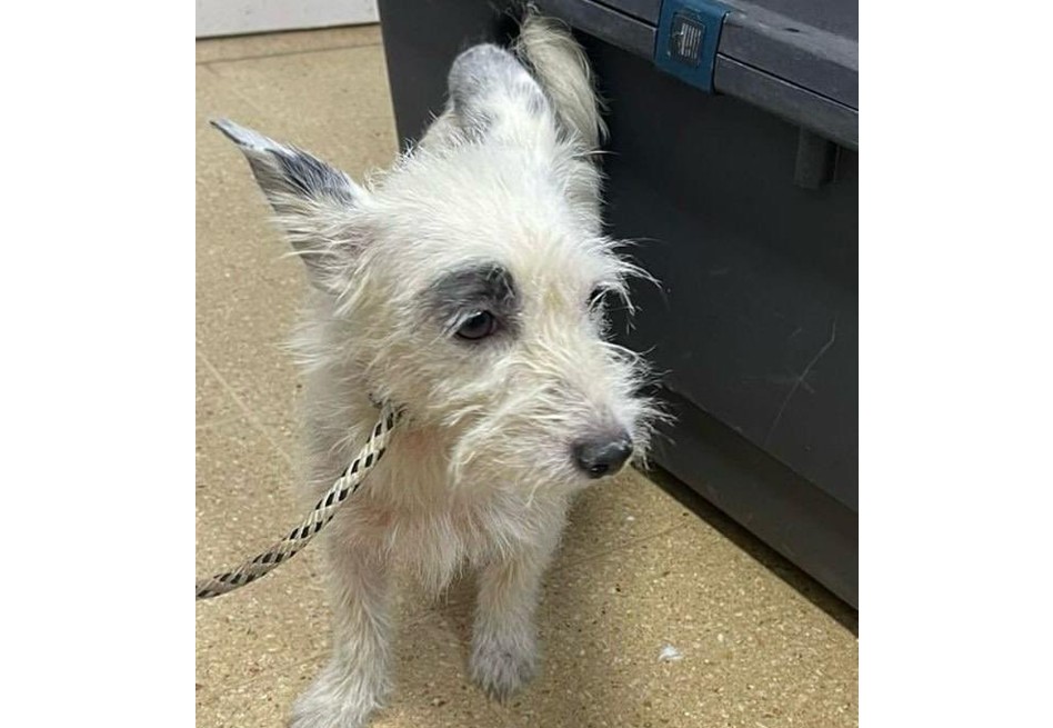 En Medellín: hombre abandona a perrita y sus cachorros en un costal (video)