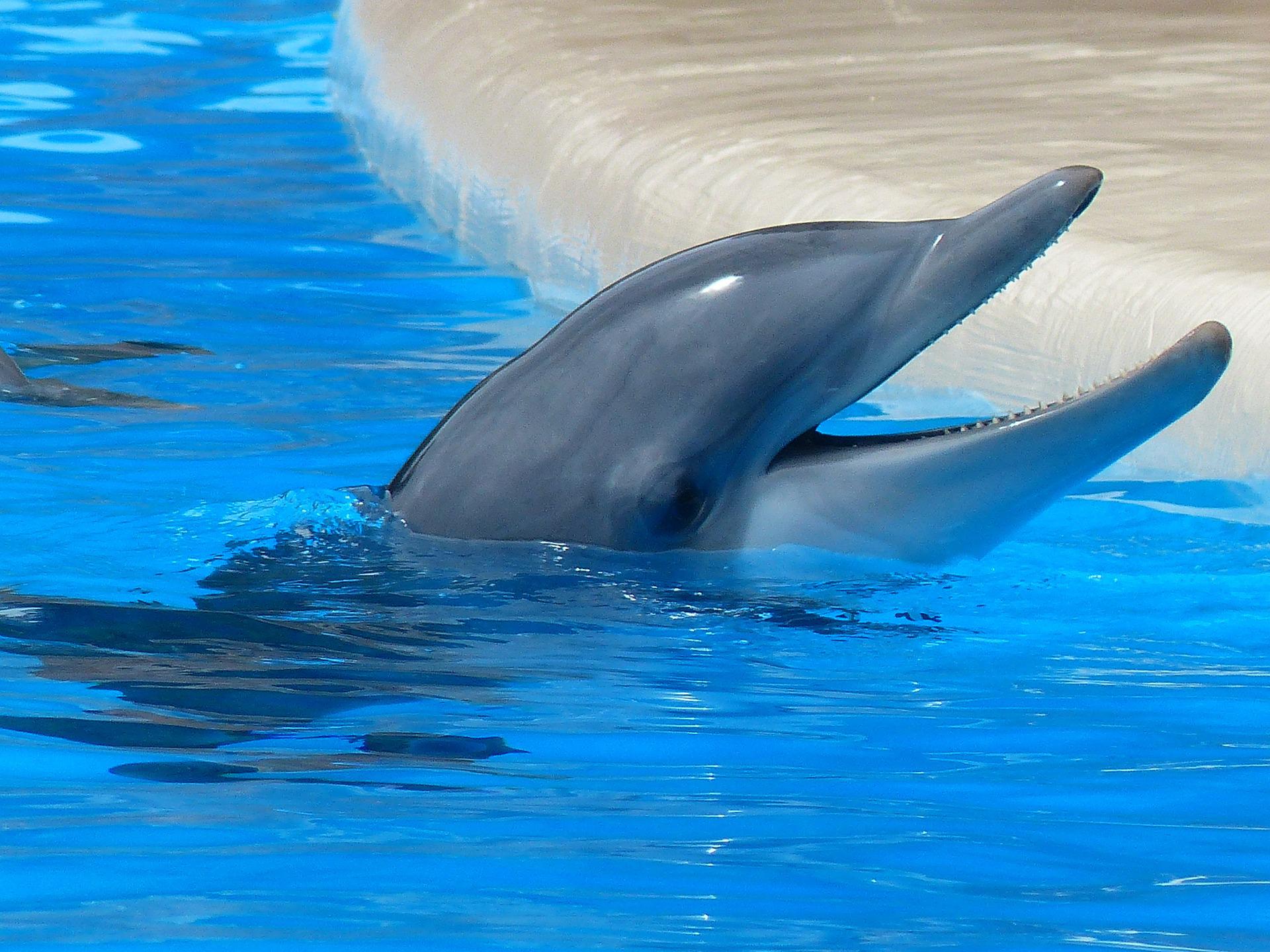 Los delfines nariz de botella, al parecer, sonríen entre sí mientras juegan