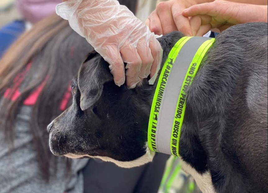 Collares reflectivos: la iniciativa que busca evitar atropellamientos de animales en Bogotá