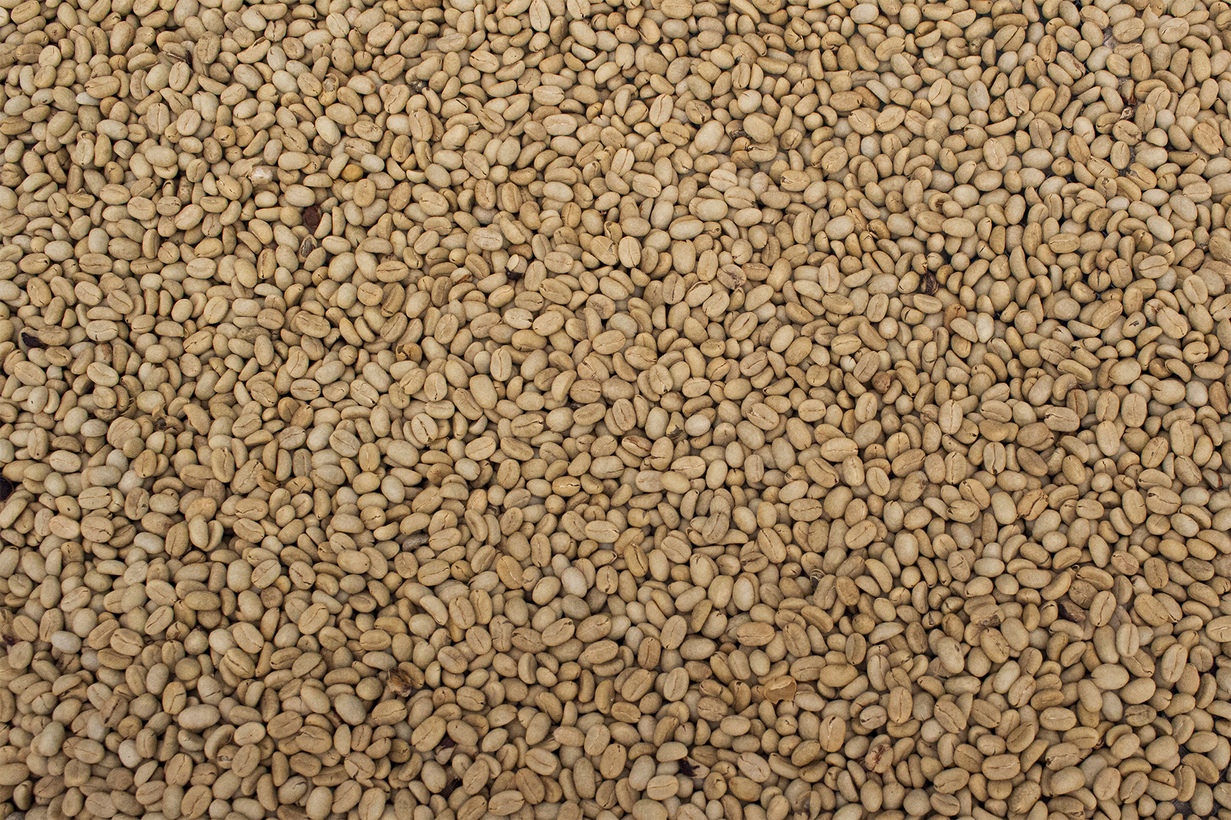 Exportaciones de café a la UE: ICA y Asoexport se unen para cumplir el Pacto Verde