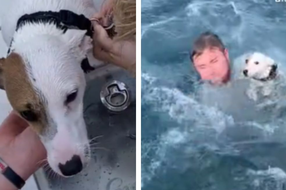 Rescatan a perrito que, supuestamente, estaba nadando en medio del océano