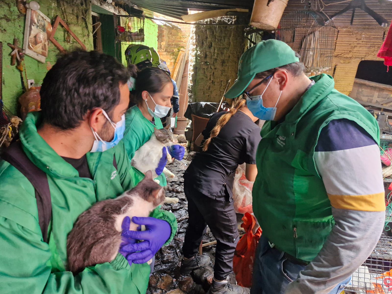 Rescatan a 30 animales en abandono en Bogotá: hallaron perros, gatos y un perico australiano