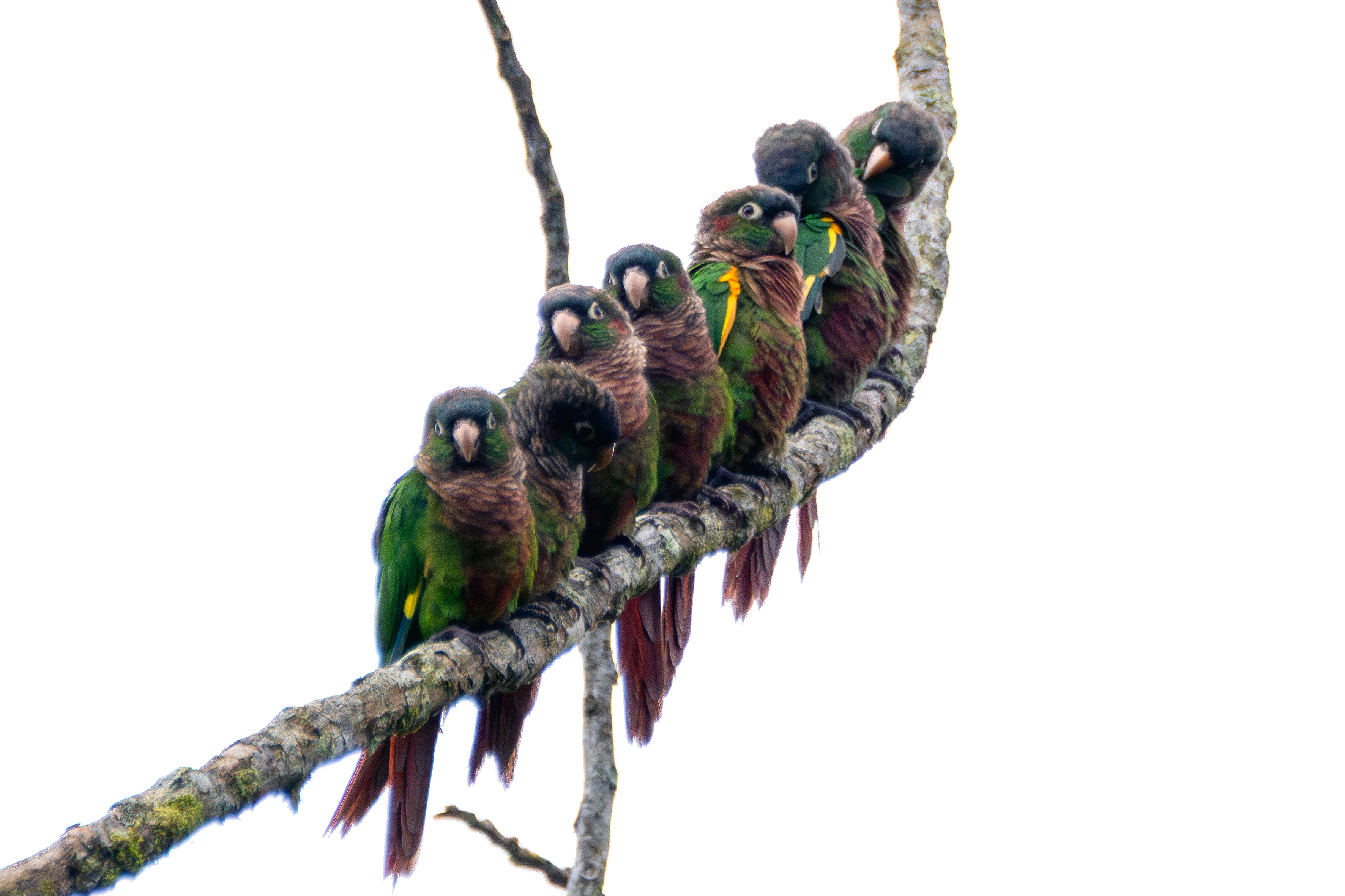 Pyrrhura calliptera (Brown-breasted Parakee). Primera especie endemica de Casanare