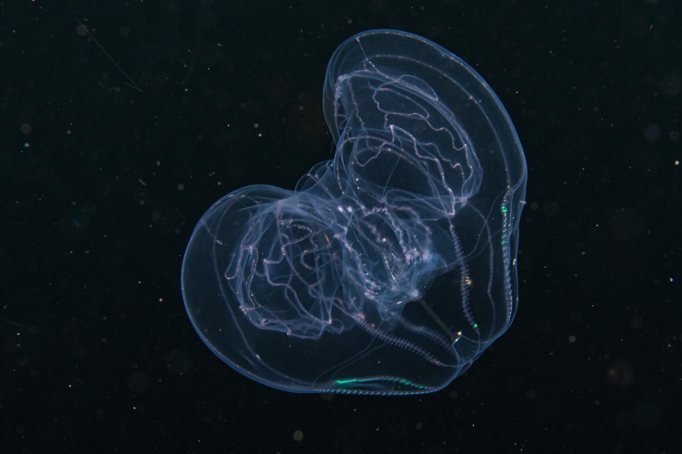 La Thalassocalyce inconstans también fue observada durante la misión.