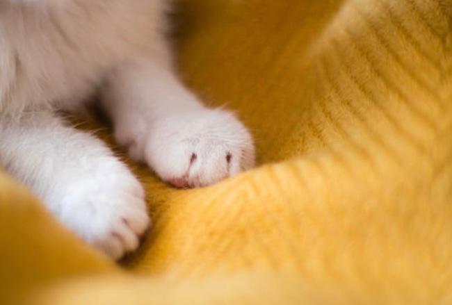 Esta es la razón por la cual los gatos amasan ciertas superficies