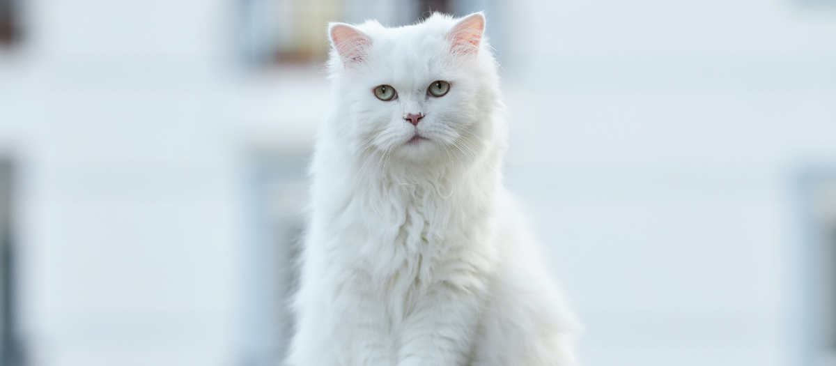 4 razas de gatos peludos que te encantarán