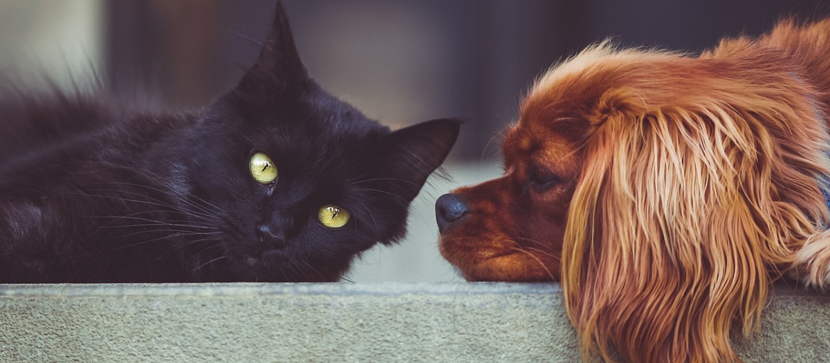 Nueva jornada de esterilización gratuita: se abre agenda para tu mascota en marzo