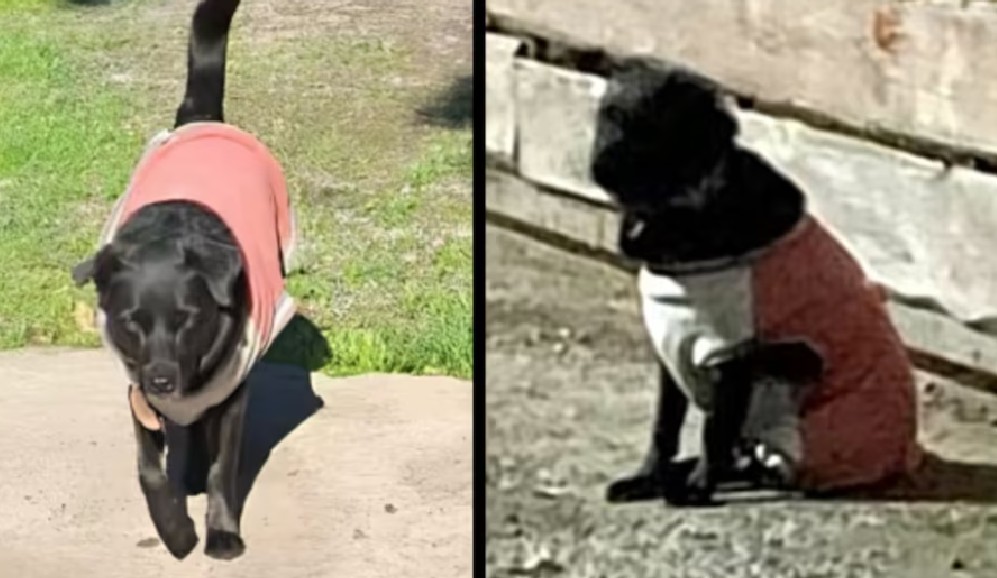Onix fue abandonado de nuevo luego de que sus dueños adoptaran otro perro