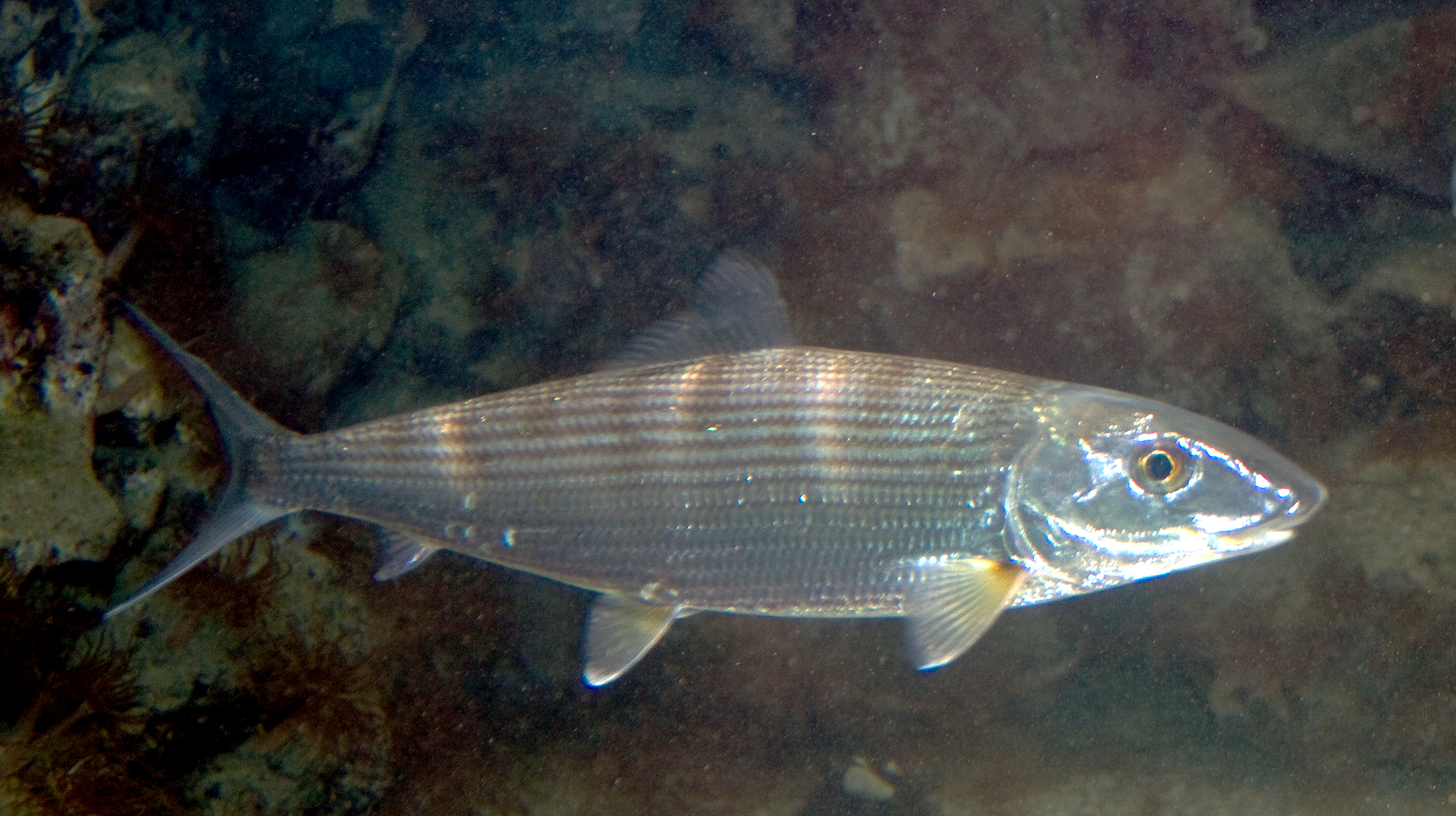 Detectan 58 compuestos farmacéuticos en una especie de pez que habita el mar Caribe