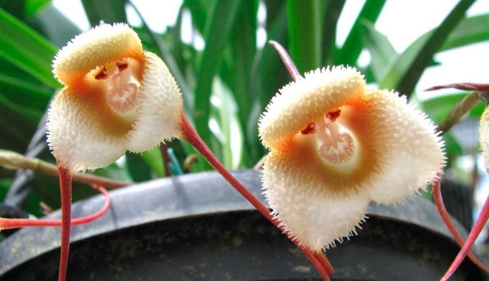 Un dato curioso sobre la flor orquídea mono (Dracula simia) es que, además de su apariencia única que recuerda al rostro de un mono, esta flor emite un aroma similar al de las naranjas maduras, lo que añade un sorprendente componente sensorial a su ya fascinante aspecto visual.