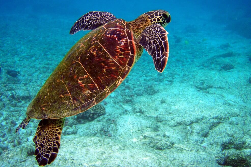 Encuentran casi 300 tortugas muertas en las playas de México