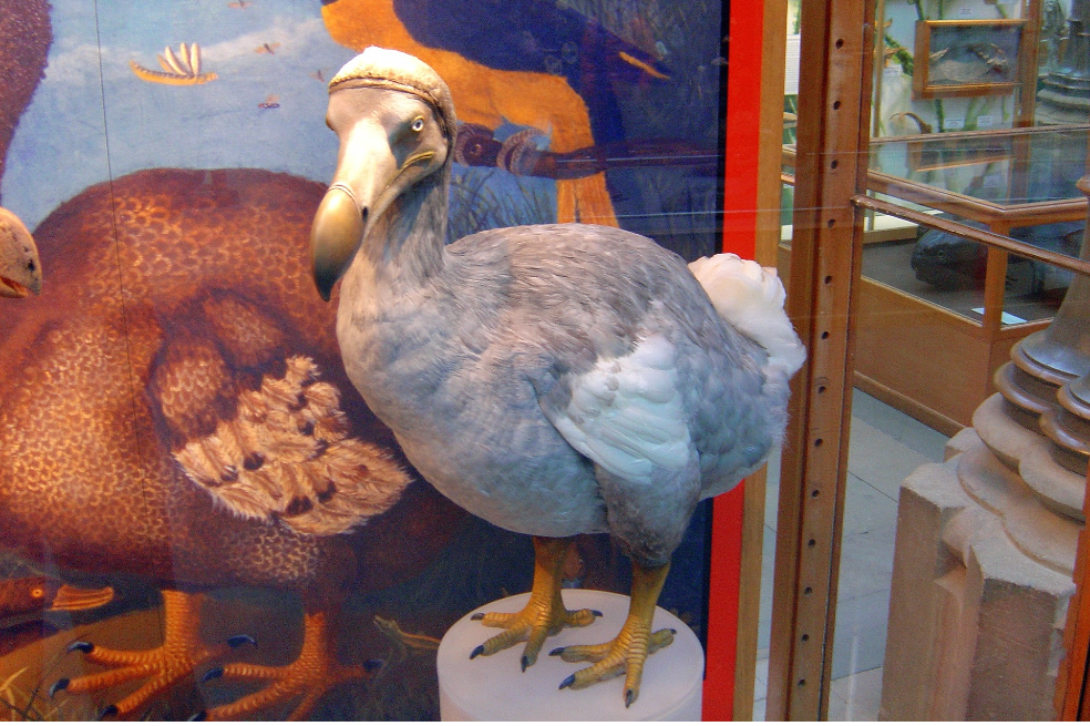 Este es el plan para tratar de “resucitar” al dodo siglos después de su extinción