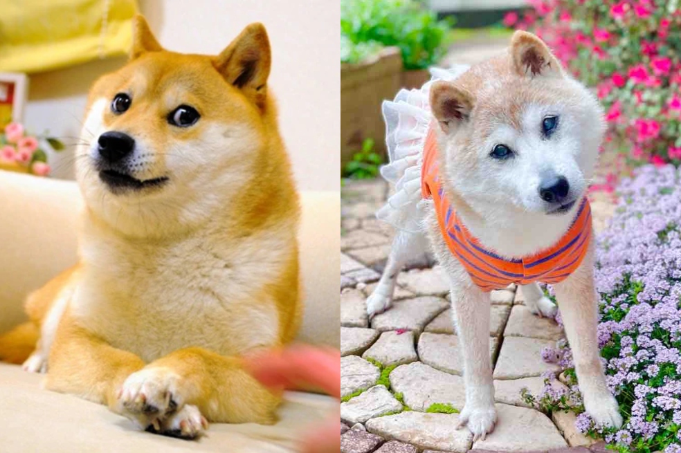 Kabosu, la perrita que inspiró el meme ‘Doge’, murió este 24 de mayo: ¿qué tenía?
