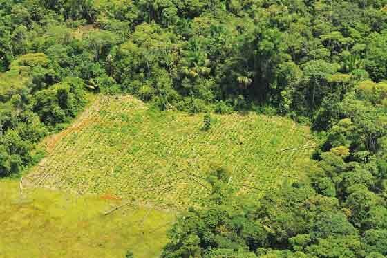 Pérdida de bosques en los últimos 30 años ha bajado, pero aún es alarmante