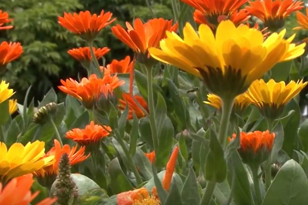 Un jardín colombiano entra a la lista de patrimonio universitario del mundo