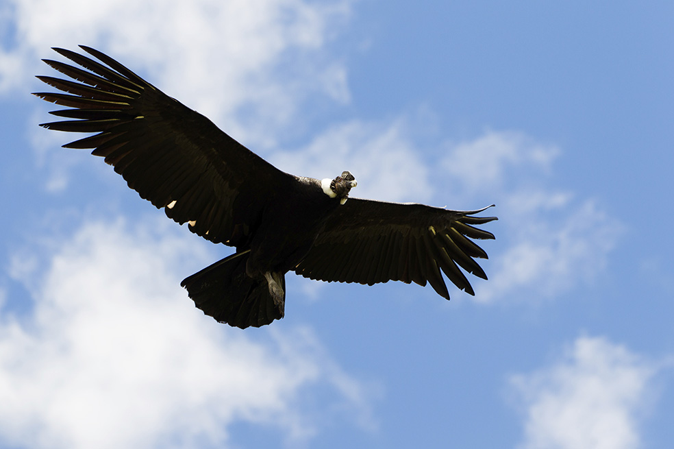 Con 3,15 metros de envergadura, el condor de Los Andes es una de las aves de vuelo de mayores dimensiones. Es, además, el ave nacional de Colombia. / iStock
