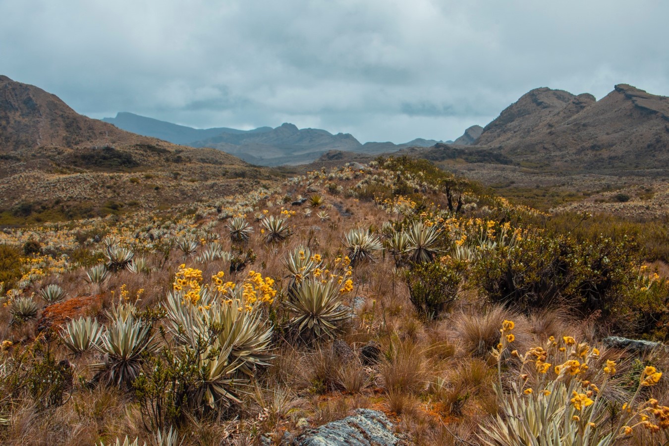 Colombia es el país con mayor diversidad de especies de frailejones en la tierra, aquí habitan más de 90 especies, de las cuales, su gran mayoría (75) no se han registrado en ninguna otra parte del mundo, destacándose como uno de los principales centros de riqueza y diversidad de estas majestuosas plantas.