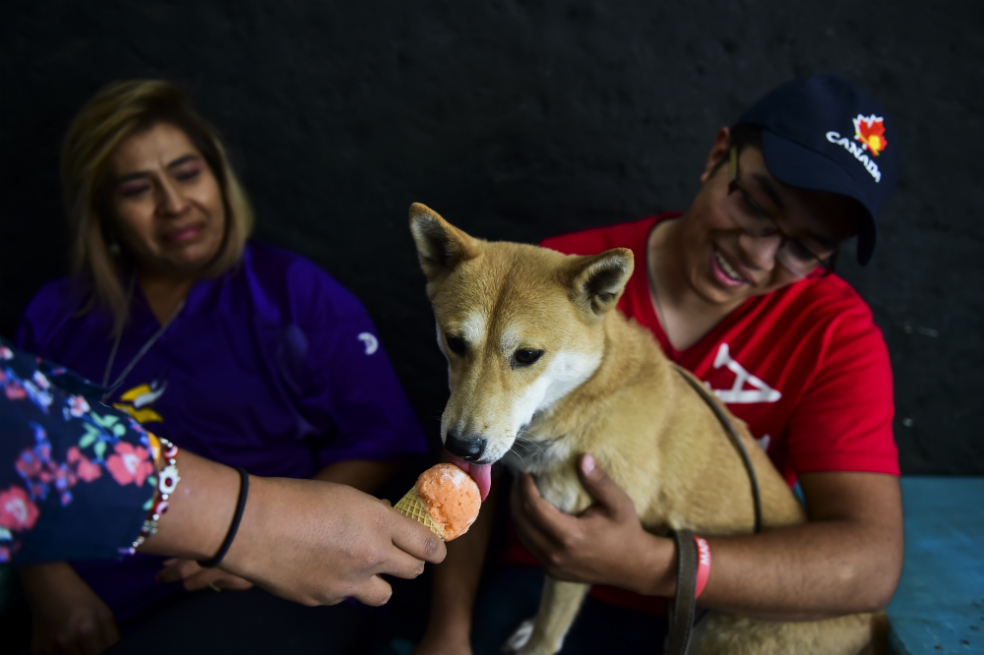 Los perros en México combaten el calor comiendo helados