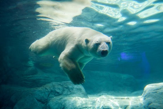 En 25 años habrá 30% menos de osos polares