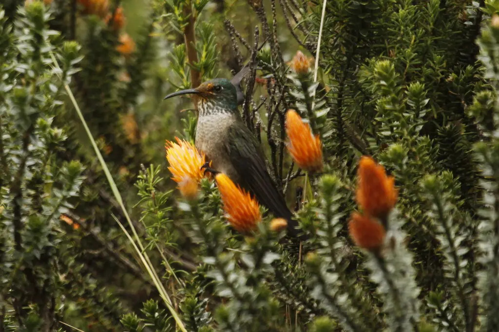 Hallan, por primera vez, a un grupo de colibríes que anidan y duermen juntos