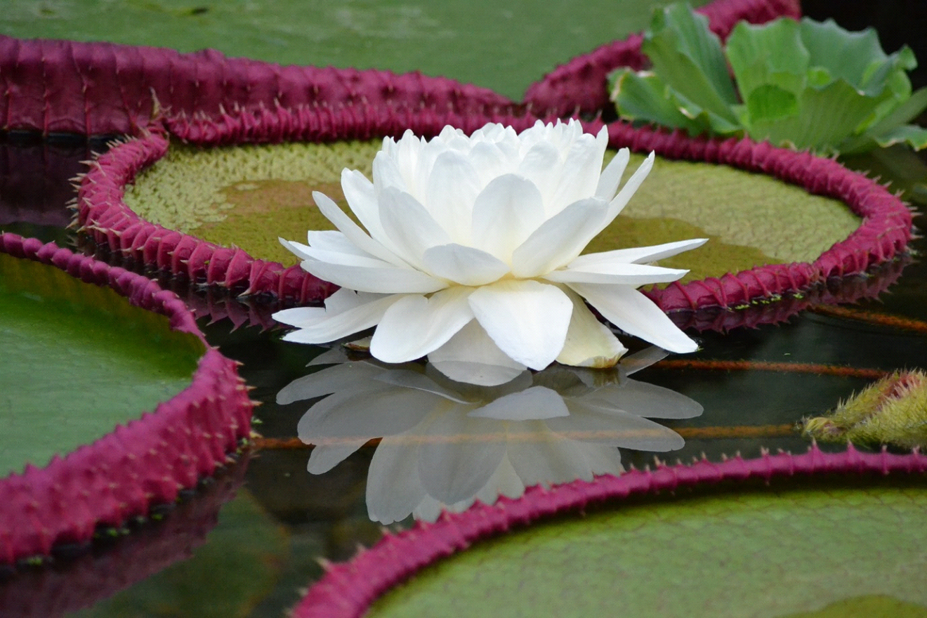 El top 10 de especies de plantas y hongos descubiertas en 2022