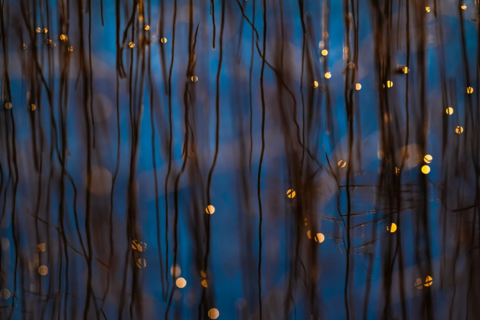 En el lago Starnberg, en Alemania, la luz del sol brilla sobre el agua y los juncos dibujan un bonito patrón.