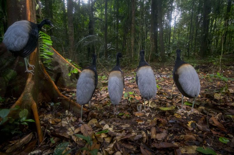 Las actividades humanas han llevado a la extinción a cerca de 1.400 especies de aves