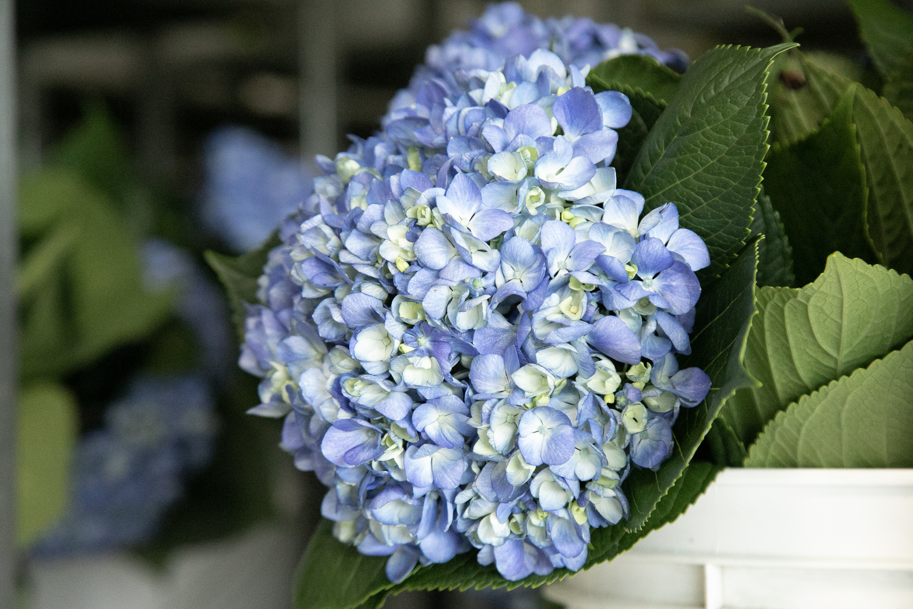 ¿Cuál es el mejor suelo para plantar hortensias?