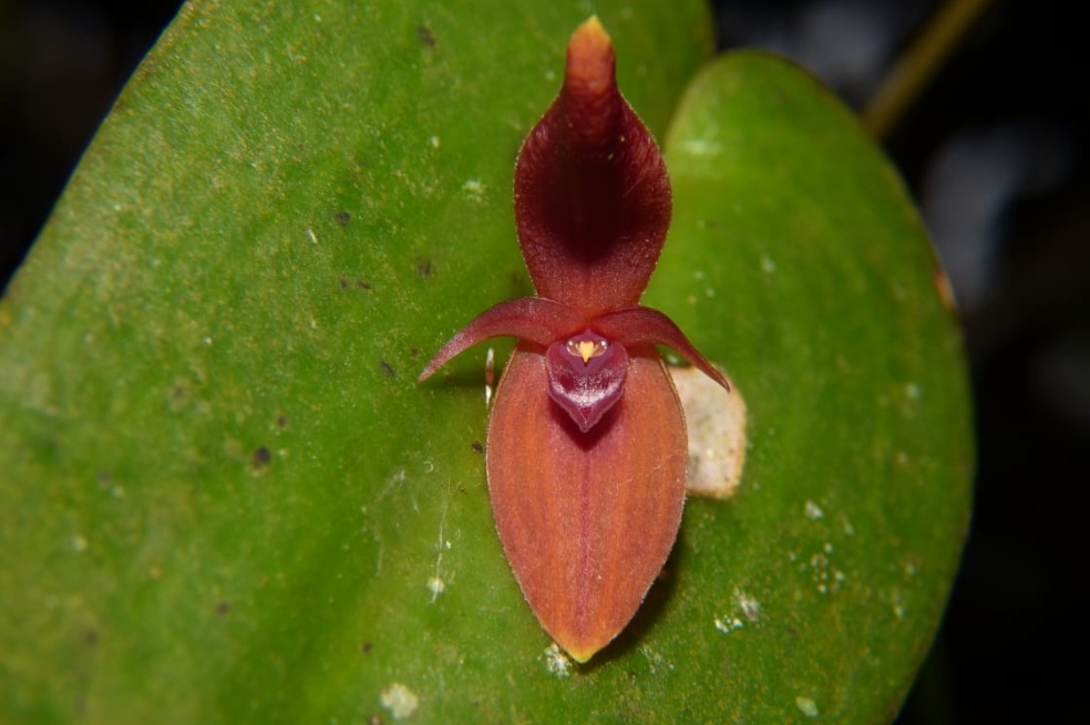 Descubren nueva especie de orquídea cerca al Volcán Nevado del Ruíz |  Noticias hoy | EL ESPECTADOR