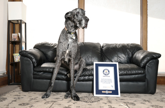 El perro más alto y pequeño del mundo se reúnen para una adorable cita de juegos caninos en Estados Unidos.