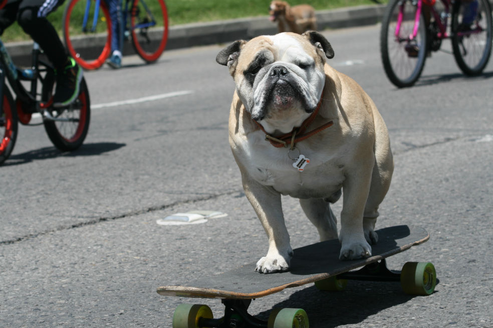 Conozca a Baxter, el perro patinador que se roba las miradas en Bogotá