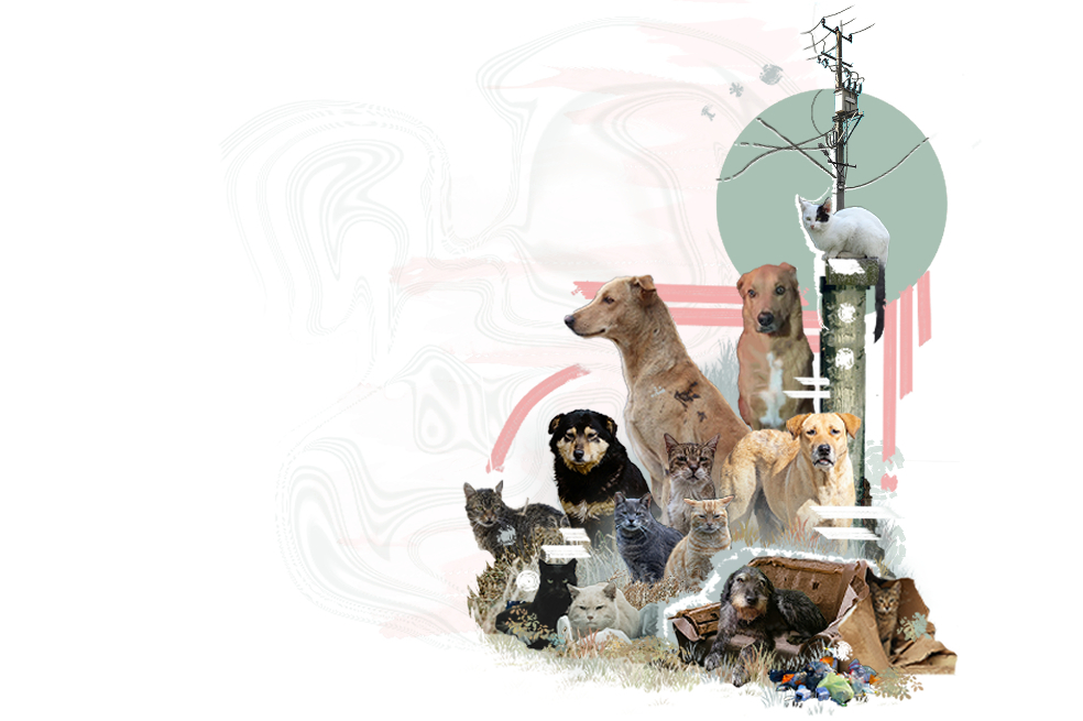 ¿Cómo podemos ayudar a los perros y gatos callejeros? Fundaciones que salvan vidas