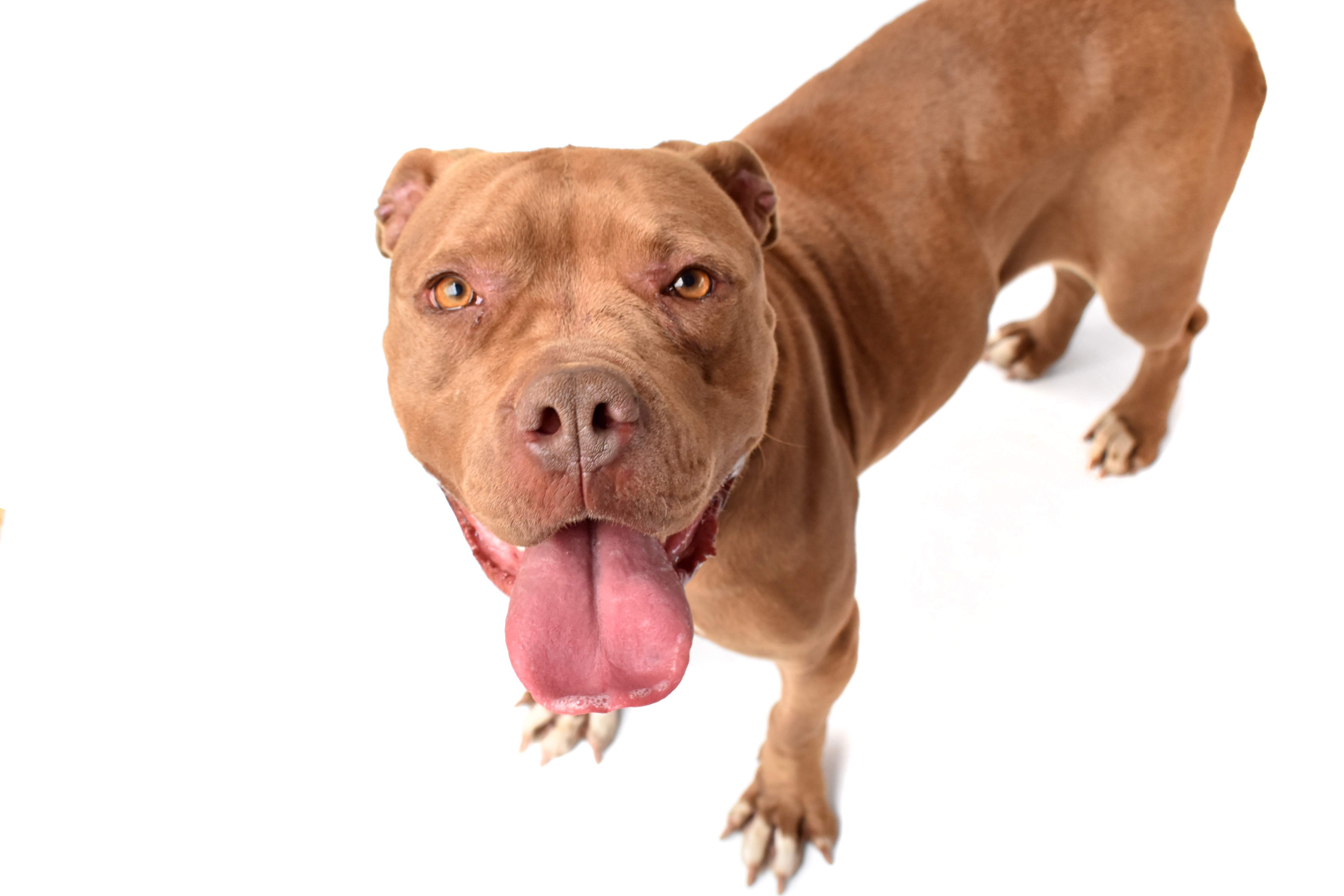 Pitbull’s de Corazón: una segunda oportunidad para los perros rechazados