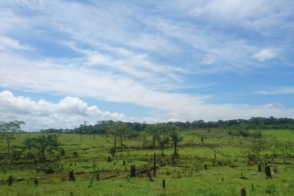 Deforestación en Colombia, un rompecabezas complejo