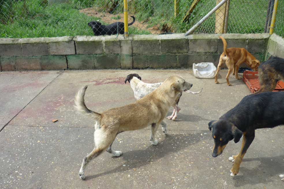 Lo que dejó las denuncias de canibalismo en albergue animal en Marinilla