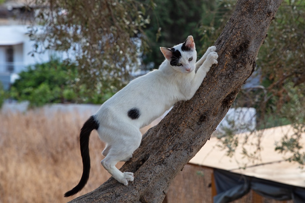 Abren convocatoria para vivir gratis en una isla de Grecia y cuidar gatos: requisitos