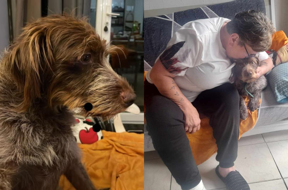 Perrita corrió varios kilómetros para llegar al hospital donde estaba su dueña