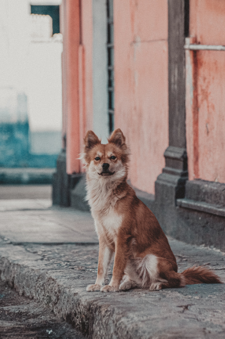 Nombres para perros criollos: 10 ideas para que le pongas a tu nuevo amigo