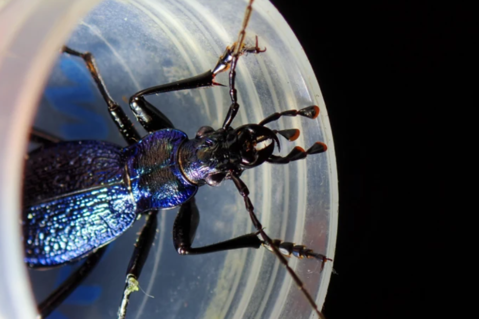 Nick Royal, de la Universidad de Exeter, ganó el premio al mejor de la categoría “Investigación en acción”. Su fotografía captura a un escarabajo azul macho (Carabus intricatus), fotografiado en una noche de primavera en un bosque pluvial templado del suroeste de Inglaterra.