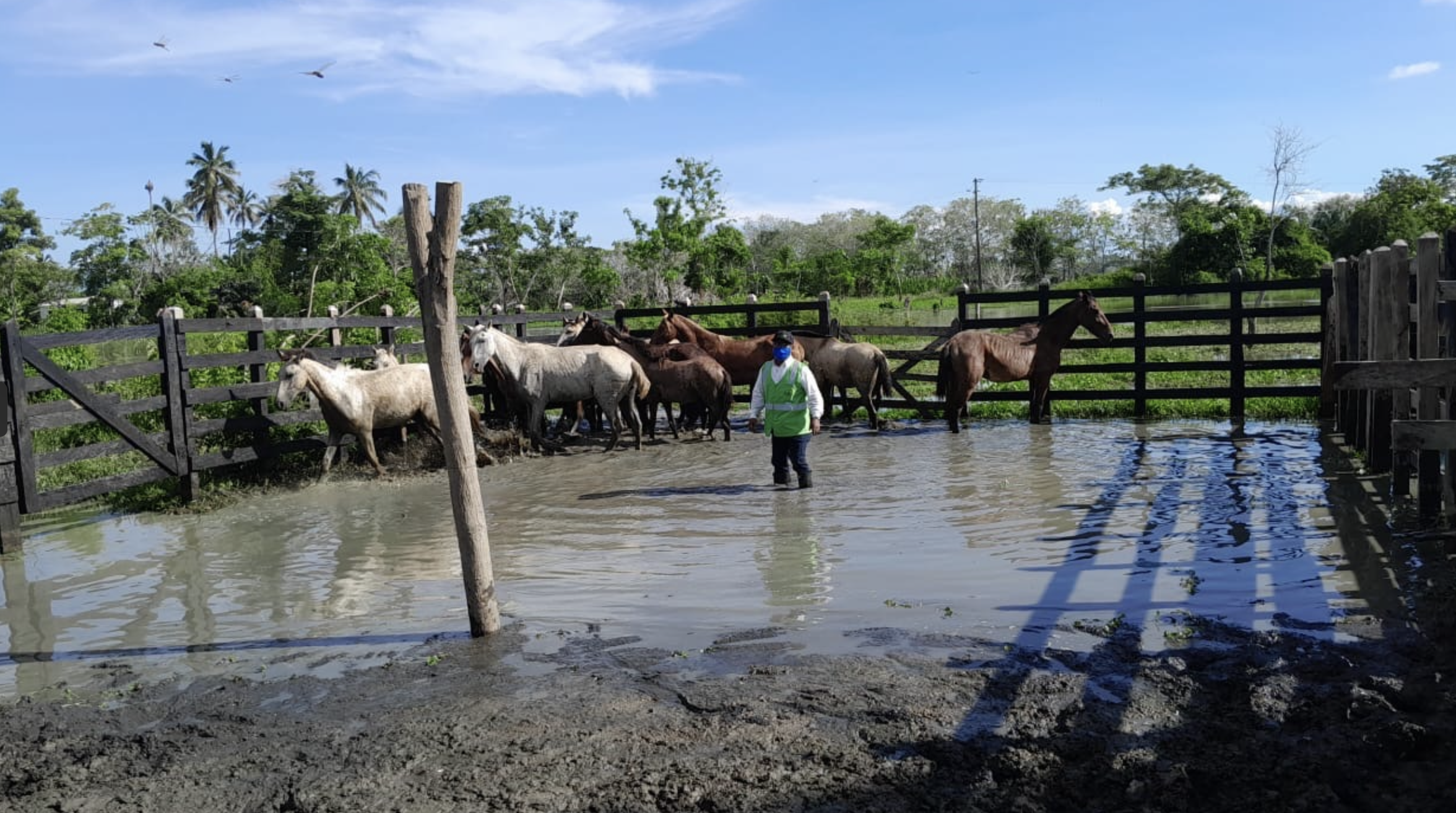 Ayudan a movilizar a más de 75.000 animales en La Mojana: esta es la nueva medida del ICA